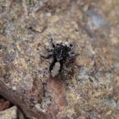 Euophryinae sp. (Rockhopper) undescribed at Coree, ACT - 4 Oct 2019