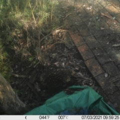 Tachyglossus aculeatus (Short-beaked Echidna) at Greenleigh, NSW - 2 Jul 2021 by LyndalT