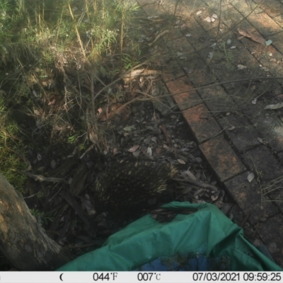 Tachyglossus aculeatus (Short-beaked Echidna) at QPRC LGA - 2 Jul 2021 by LyndalT