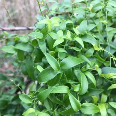 Asparagus asparagoides (Bridal Creeper, Florist's Smilax) at Leneva, VIC - 6 Jul 2021 by Alburyconservationcompany