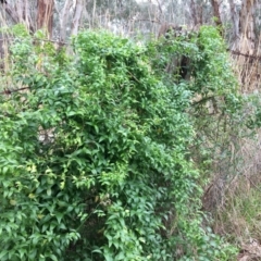 Asparagus asparagoides at Leneva, VIC - 6 Jul 2021 11:45 AM