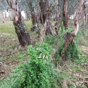 Asparagus asparagoides at Leneva, VIC - 6 Jul 2021 11:45 AM