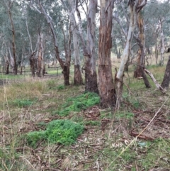 Asparagus asparagoides at Leneva, VIC - 6 Jul 2021 11:45 AM