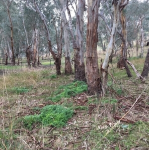 Asparagus asparagoides at Leneva, VIC - 6 Jul 2021 11:45 AM