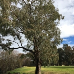 Eucalyptus bridgesiana (Apple Box) at Wodonga - 8 Jun 2021 by Alburyconservationcompany