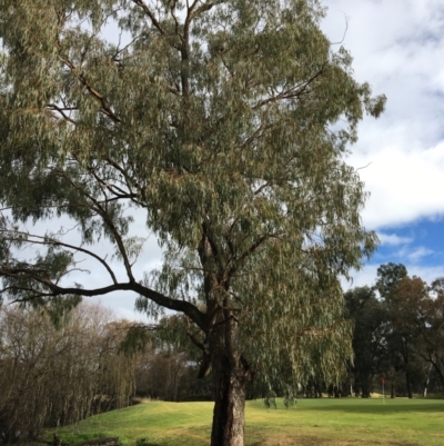 Eucalyptus bridgesiana (Apple Box) at Wodonga - 8 Jun 2021 by Alburyconservationcompany
