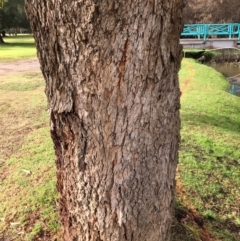 Eucalyptus bridgesiana at West Wodonga, VIC - 8 Jun 2021 01:22 PM