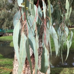 Eucalyptus bridgesiana at West Wodonga, VIC - 8 Jun 2021 01:22 PM