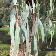 Eucalyptus bridgesiana at West Wodonga, VIC - 8 Jun 2021