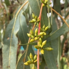 Eucalyptus bridgesiana at West Wodonga, VIC - 8 Jun 2021 01:22 PM