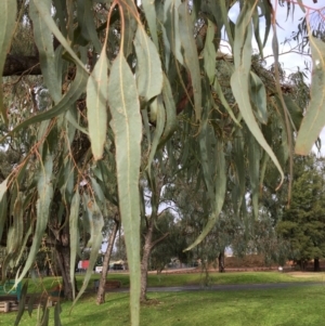 Eucalyptus bridgesiana at West Wodonga, VIC - 8 Jun 2021 01:22 PM