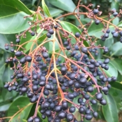 Ligustrum lucidum (Large-leaved Privet) at Wodonga - 8 Jun 2021 by Alburyconservationcompany