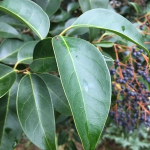 Ligustrum lucidum at West Wodonga, VIC - 8 Jun 2021 11:04 AM