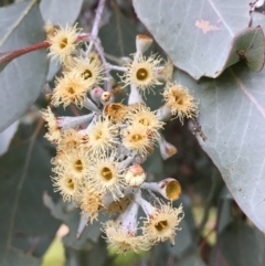 Eucalyptus polyanthemos (Red Box) at Wodonga Golf Club - 8 Jun 2021 by Alburyconservationcompany