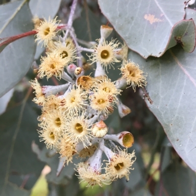 Eucalyptus polyanthemos (Red Box) at Wodonga - 8 Jun 2021 by Alburyconservationcompany