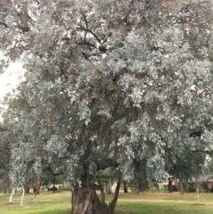 Eucalyptus polyanthemos at West Wodonga, VIC - 8 Jun 2021 10:27 AM