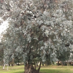 Eucalyptus polyanthemos at West Wodonga, VIC - 8 Jun 2021