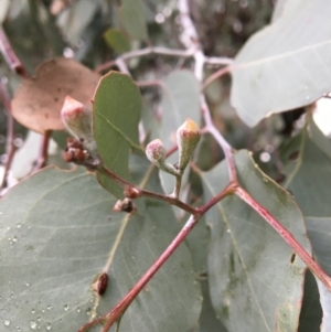 Eucalyptus polyanthemos at West Wodonga, VIC - 8 Jun 2021