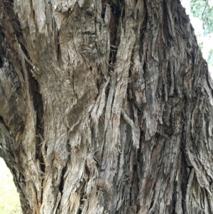 Eucalyptus polyanthemos at West Wodonga, VIC - 8 Jun 2021