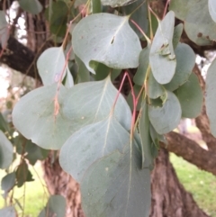 Eucalyptus polyanthemos at West Wodonga, VIC - 8 Jun 2021