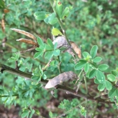 Genista monspessulana (Cape Broom, Montpellier Broom) at Wodonga Golf Club - 8 Jun 2021 by Alburyconservationcompany