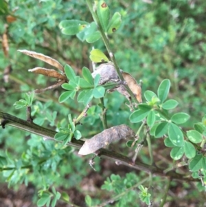 Genista monspessulana at West Wodonga, VIC - 8 Jun 2021 10:32 AM