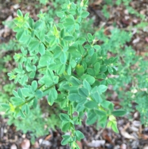 Genista monspessulana at West Wodonga, VIC - 8 Jun 2021