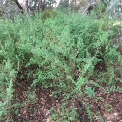 Genista monspessulana at West Wodonga, VIC - 8 Jun 2021 10:32 AM