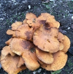 Gymnopilus junonius (Spectacular Rustgill) at West Wodonga, VIC - 8 Jun 2021 by Alburyconservationcompany