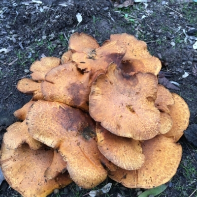 Unidentified Fungus at West Wodonga, VIC - 8 Jun 2021 by Alburyconservationcompany