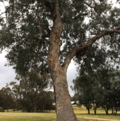Eucalyptus albens (White Box) at Wodonga Golf Club - 8 Jun 2021 by Alburyconservationcompany