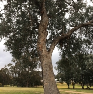 Eucalyptus albens at Wodonga Golf Club - 8 Jun 2021 10:45 AM