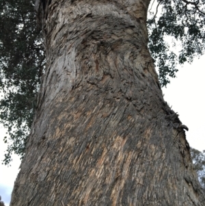 Eucalyptus albens at Wodonga Golf Club - 8 Jun 2021 10:45 AM