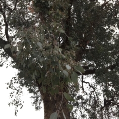 Eucalyptus albens at Wodonga Golf Club - 8 Jun 2021 10:45 AM