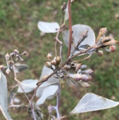 Eucalyptus albens at Wodonga Golf Club - 8 Jun 2021 10:45 AM