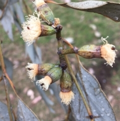 Eucalyptus albens (White Box) at Wodonga - 8 Jun 2021 by Alburyconservationcompany