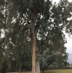 Eucalyptus albens at West Wodonga, VIC - 8 Jun 2021