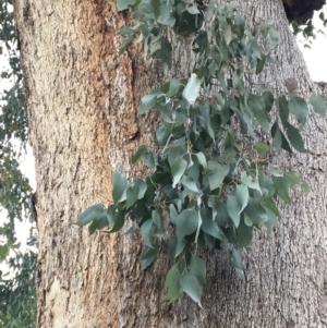 Eucalyptus albens at West Wodonga, VIC - 8 Jun 2021