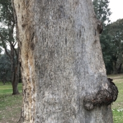Eucalyptus albens at West Wodonga, VIC - 8 Jun 2021
