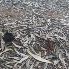 Unverified Fungus at Uriarra, NSW - 6 Jul 2021 by hughagan