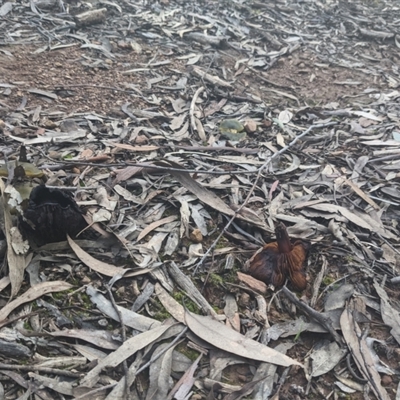 Unverified Fungus at Uriarra, NSW - 6 Jul 2021 by hughagan