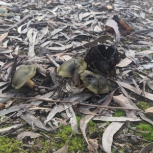 Cortinarius austrovenetus at Uriarra, NSW - 6 Jul 2021