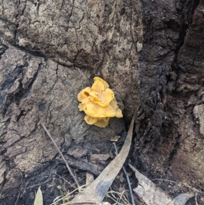 Unidentified Fungus at Uriarra, NSW - 6 Jul 2021 by hughagan