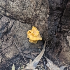 Unidentified Fungus (TBC) at Uriarra, NSW - 6 Jul 2021 by hughagan