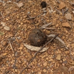 Pisolithus marmoratus (Horse Dung Fungus) at Brindabella National Park - 6 Jul 2021 by hughagan