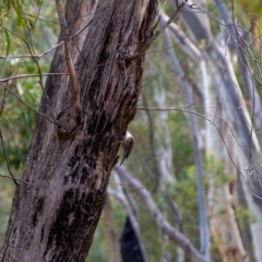 Cormobates leucophaea (White-throated Treecreeper) at Uriarra, NSW - 6 Jul 2021 by hughagan