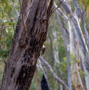 Cormobates leucophaea at Uriarra, NSW - 6 Jul 2021