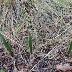 Thelymitra brevifolia at Cook, ACT - suppressed