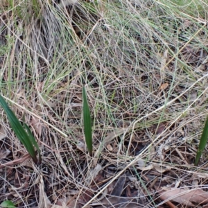 Thelymitra brevifolia at Cook, ACT - 29 Jun 2021