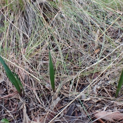 Thelymitra brevifolia (Short-leaf Sun Orchid) at Cook, ACT - 29 Jun 2021 by CathB